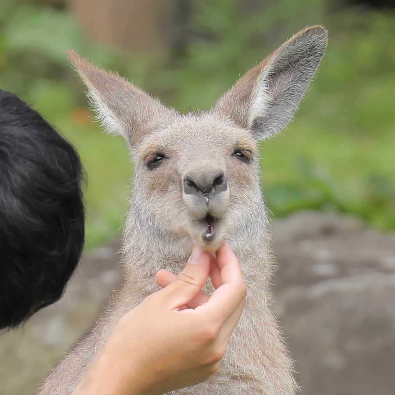 カンガルーの可愛らしい一面！完璧な信頼関係