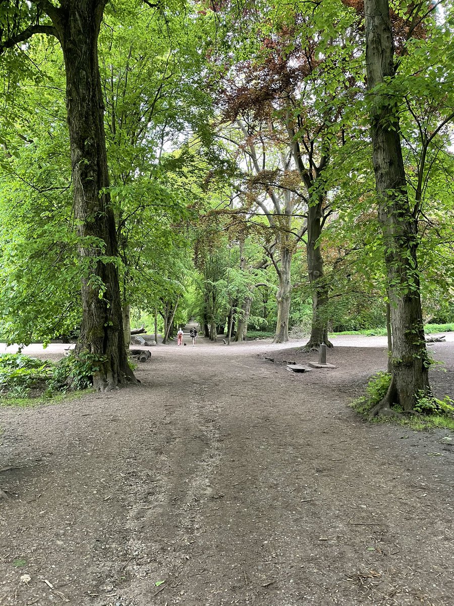 lululabelle's tweet photo. A slightly unexpected damp jaunt through Hamstead Heath yesterday but wonderfully warm, Lola doesn’t care about rain! #familythree https://t.co/87O33phTv3