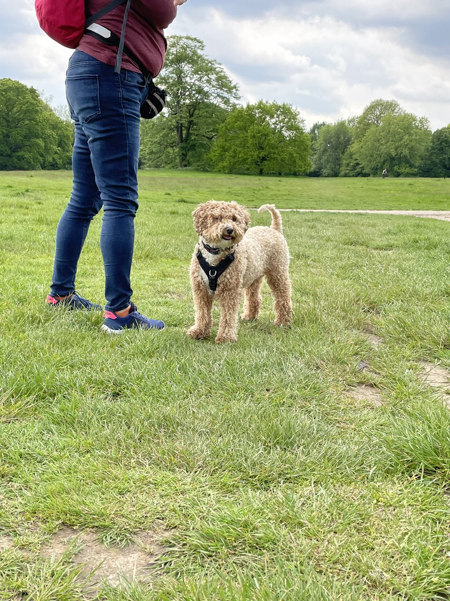 lululabelle's tweet photo. A slightly unexpected damp jaunt through Hamstead Heath yesterday but wonderfully warm, Lola doesn’t care about rain! #familythree https://t.co/87O33phTv3