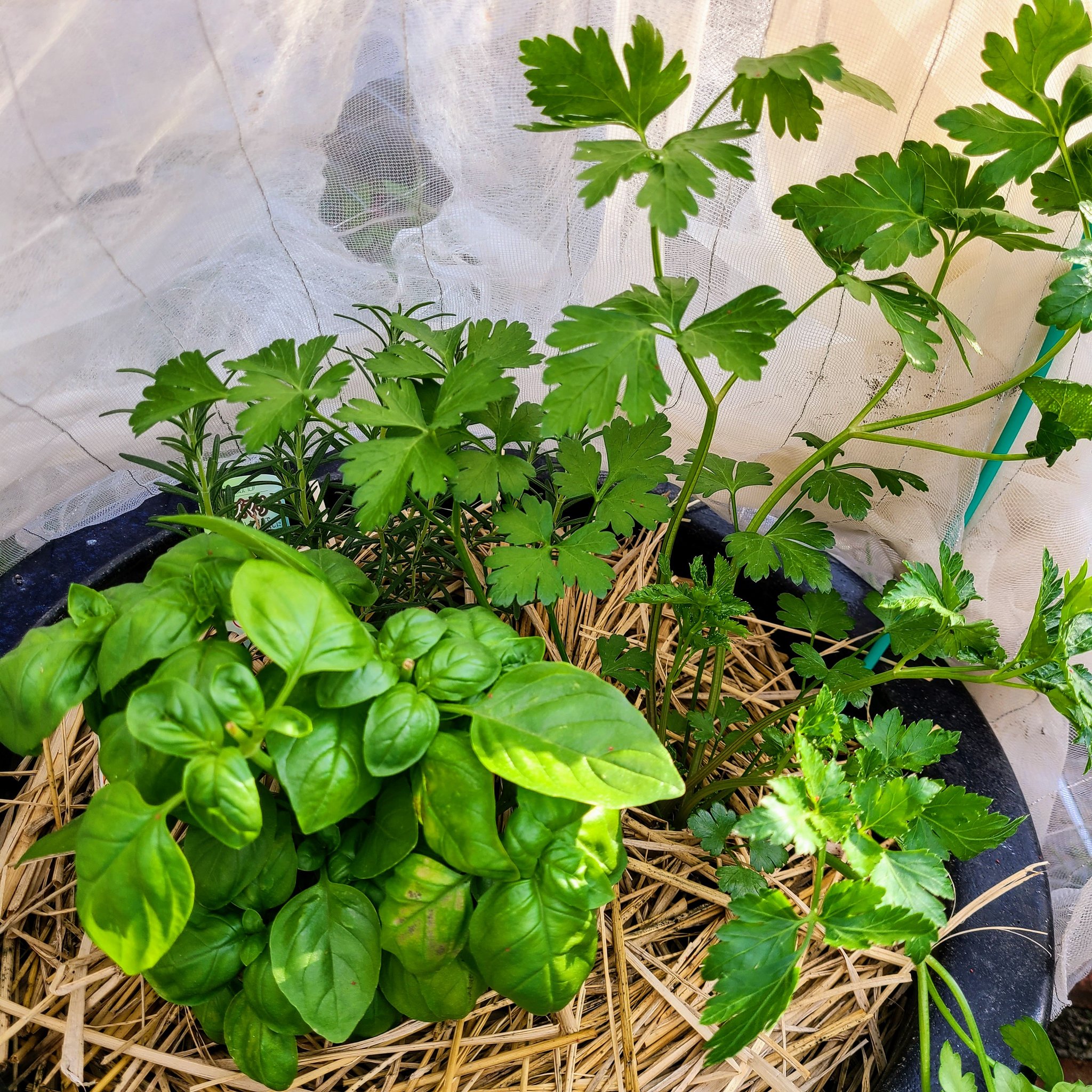 信州発 家庭菜園 Q S Natural Garden ハーブの寄せ植え イタリアンパセリ と スウィートバジル 収穫 寄せ植え面白い パセリ ハーブ 宮沢農園 タネのタキイ バジル スイートバジル ハーブ 綿半 T Co Tjwgpvvzq3 Twitter