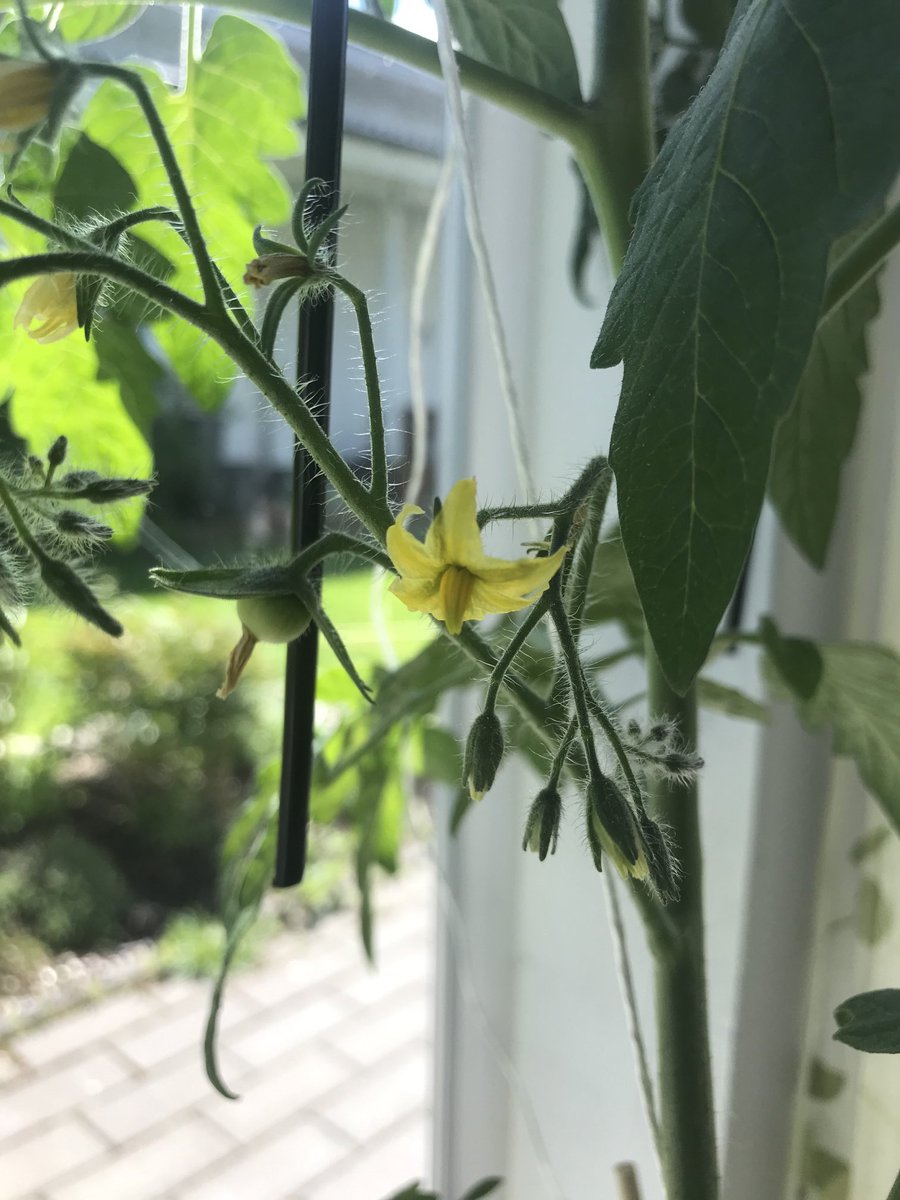 korpi_johanna's tweet photo. Tänä kesänä kokeilen yrttejä ruukkuihin: #basilika #krassi #sitruunamelissa #rosmariini #minttu . #Tomaatti kukkii jo kovasti lasitetulla terassilla 🌱🍅🐝🪴 https://t.co/IUg7kvxZVn