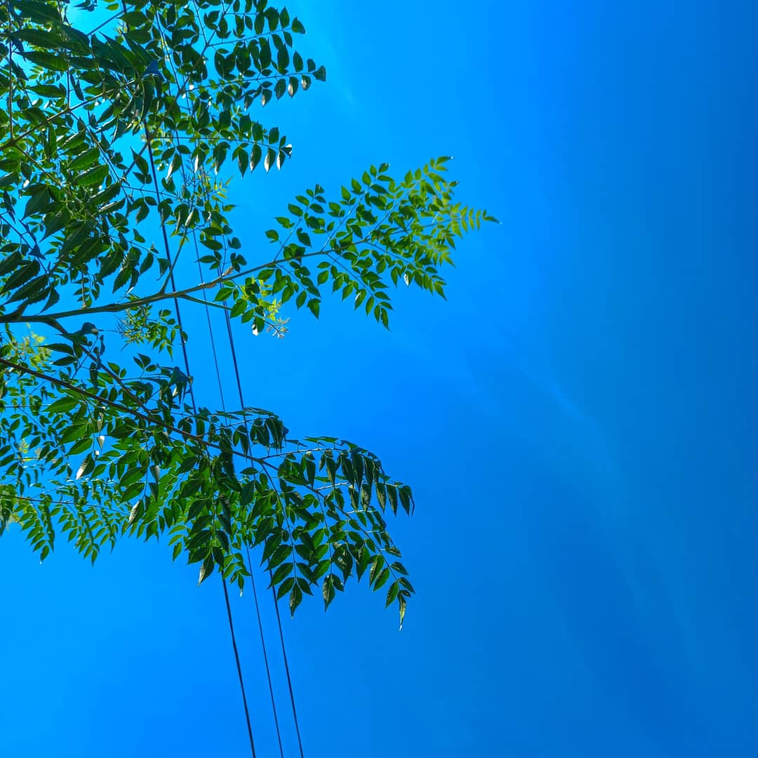 krisgums1's tweet photo. 2nd. 
Green over Blue🥰 https://t.co/dYbHVYLhyz