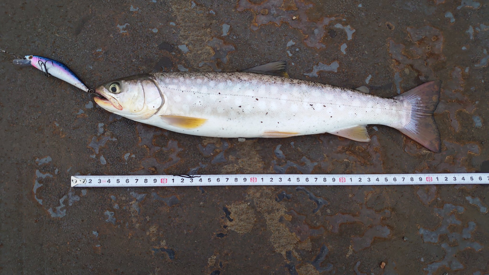 Shu Seventh Wood 釧路港で40cmの海アメマス釣れた ルアーで海サクラマス 海アメマス狙い始めて3週間 かかってもバレたり ニシンが濃くてかかってしまったりしたけど ようやくの釣果です 海アメ 海アメマス 釧路港 釣れた T Co Shu Seventh Wood 釧路港で40cmの海アメマス釣れた ルアーで海サクラマス 海アメマス狙い始めて3週間 かかってもバレたり ニシンが濃くてかかってしまったりしたけど ようやくの釣果です 海アメ 海アメマス 釧路港 釣れた T Co
