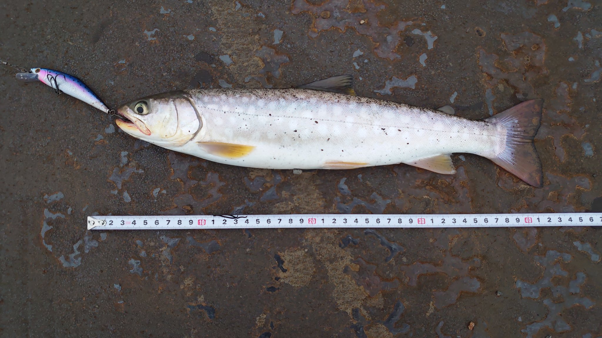 Shu Seventh Wood 釧路港で４０cmの海アメマス釣れた ルアーで海サクラマス 海アメマス狙い始めて3週間 かかってもバレたり ニシンが濃くてかかってしまったりしたけど ようやくの釣果です 海アメ 海アメマス 釧路港 釣れた T Co