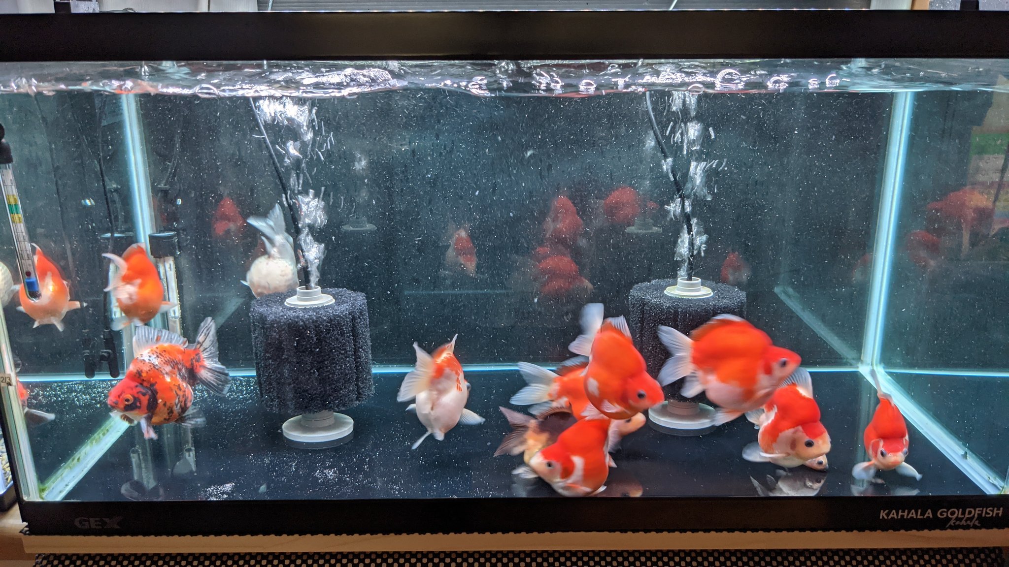 ここやじ 夏スタイル開始 金魚 スポンジフィルター T Co Hdekmrthjz Twitter