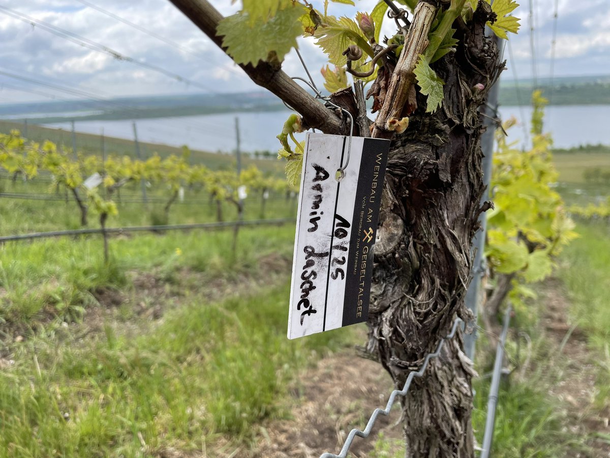 Ein Weinstock für Armin #Laschet. Wahlkampfgeschenk der #cdu #ltwlsa21 #Geiseltalsee Müller-Thurgau trocken oder halbtrocken? Das darf sich der Kanzlerkandidat noch aussuchen. Der Weinstock gegenüber gehört übrigens Markus #Söder