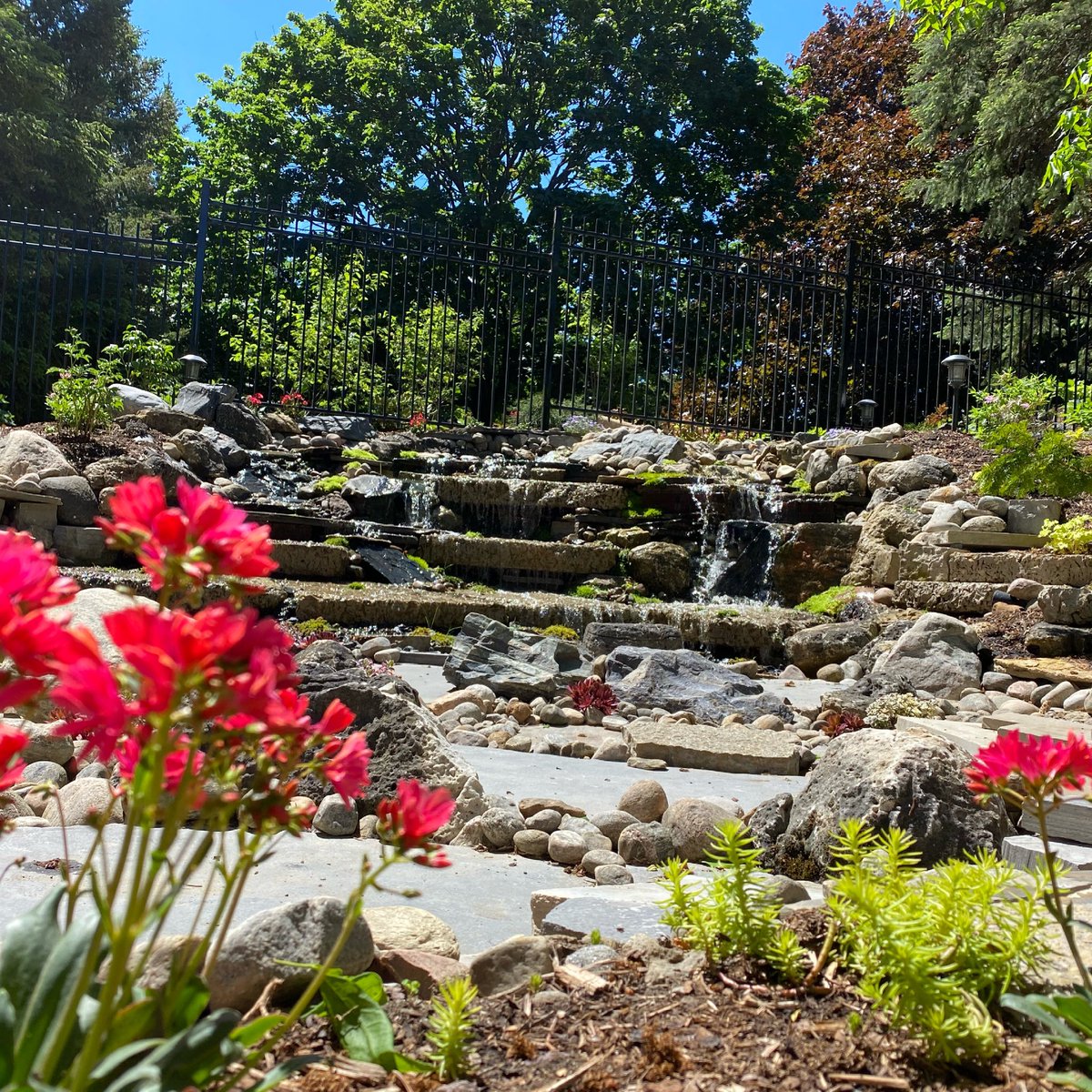 AngiePathways's tweet photo. Lewisia in all its glory ☀️ 

#landscapedesign #gardenrenovations #landscapeconstruction #waterfall #waterfeature #springblooms #lewisia #perennialgarden #yorkregion #pottageville #pathwaystoperennials #perennials https://t.co/0RwegRpAkv