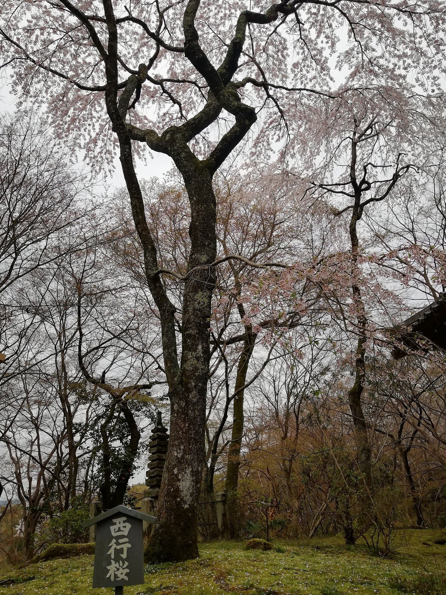 ヒデキ感激！ on X: @zikeitadamasa 西行妖(さいぎょうあやかし)が幻想郷の春を吸いとってたのが印象的でした。 その西行 妖のモチーフとなった「西行桜」が京都の勝持寺(しょうじじ)にあります。 春に写真を撮りに行きました。🌸  t.coruDPvWkrfB  X