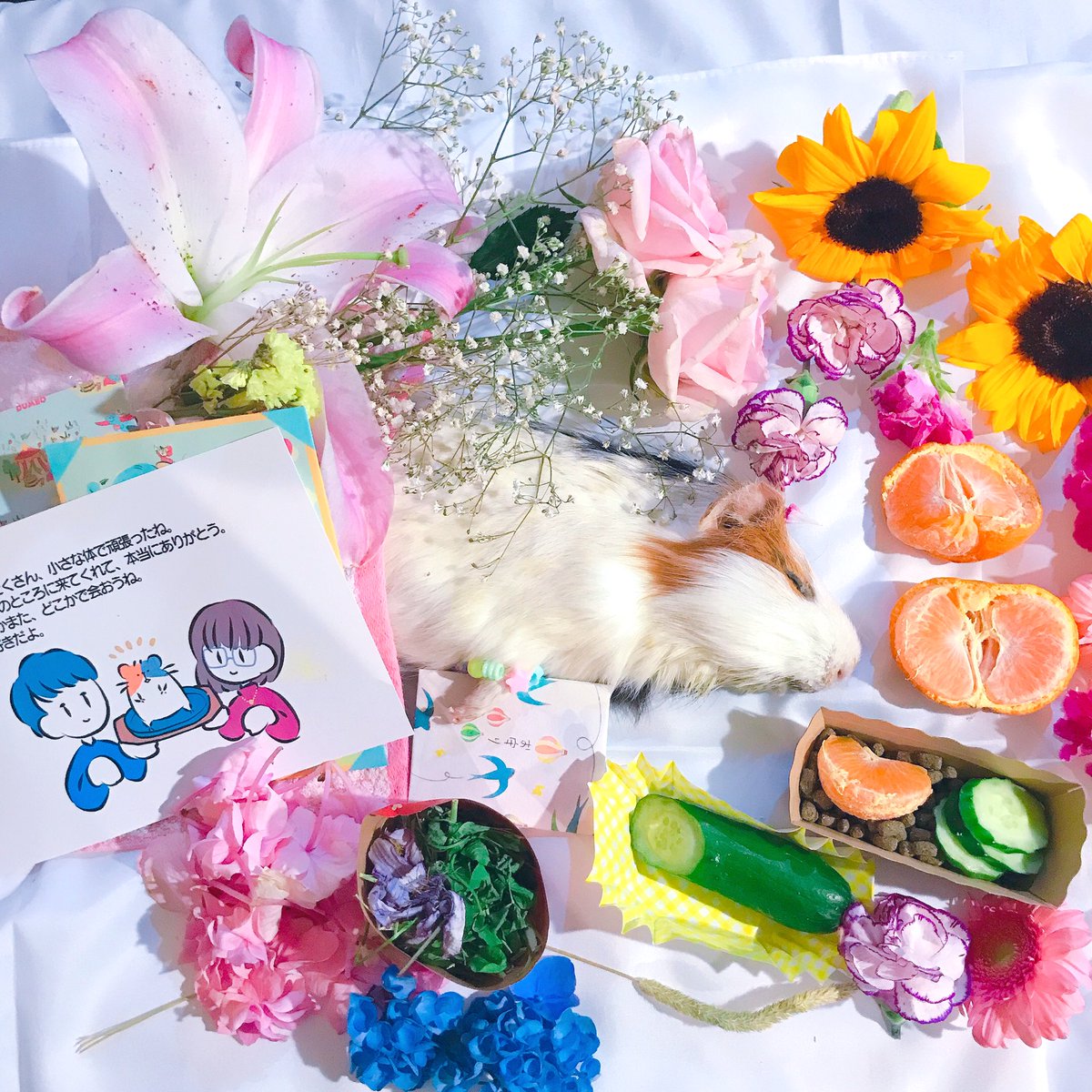 レナ トト ママさん お悔やみのお言葉 そしてお優しいメッセージ誠にありがとうございました 今はきっと虹の国でお 友達もるちゃんと仲良くしていますね 寂しくないといいな いつかまた巡り会えることを信じて 日々手を合わせようと思い