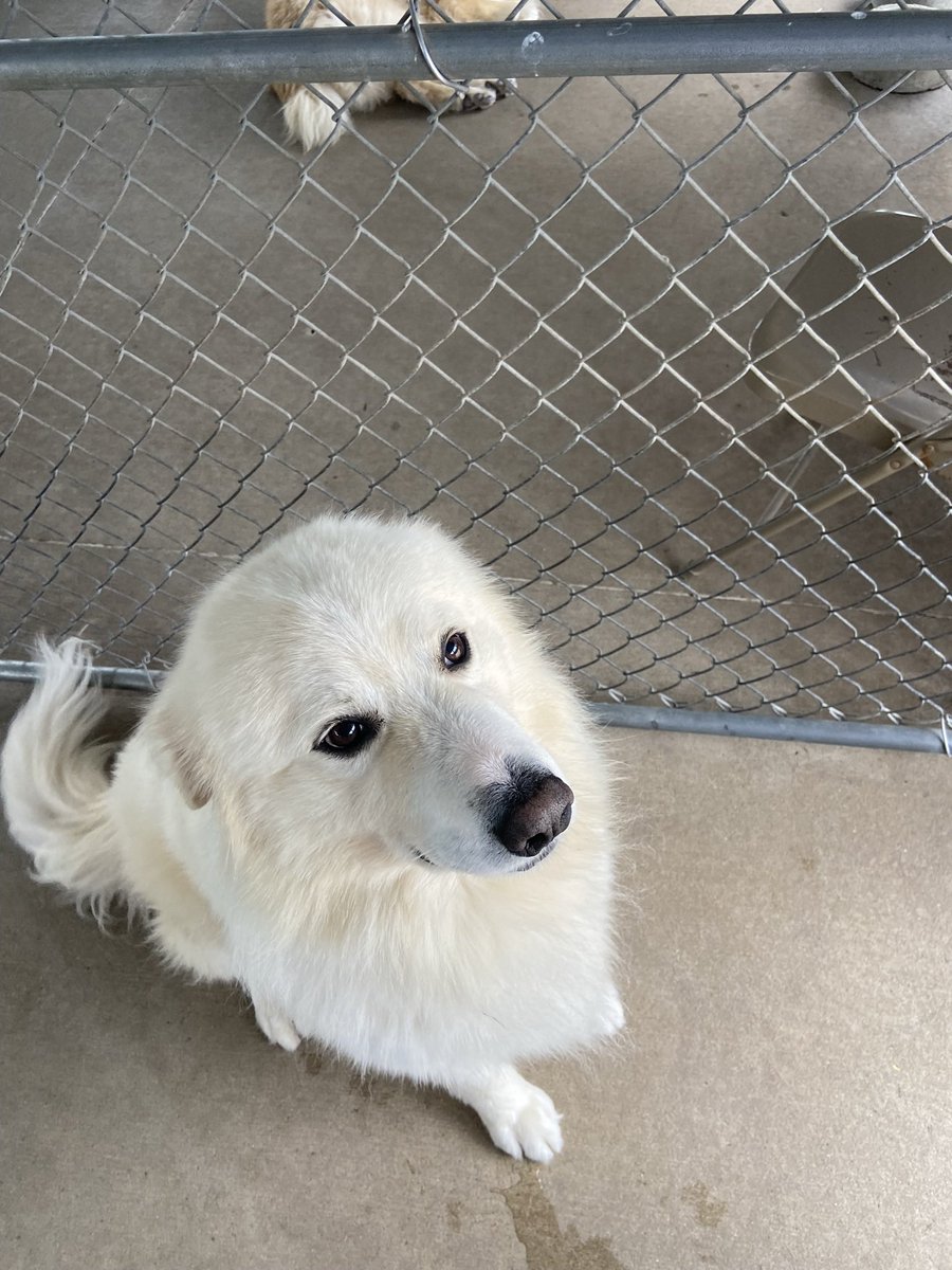 SmoosieQ's tweet photo. Good morning, campers! Itโs cold ๐ฅถ (48 degrees) but itโs #FloofDay - have a great one! https://t.co/BBnjiZA8SG