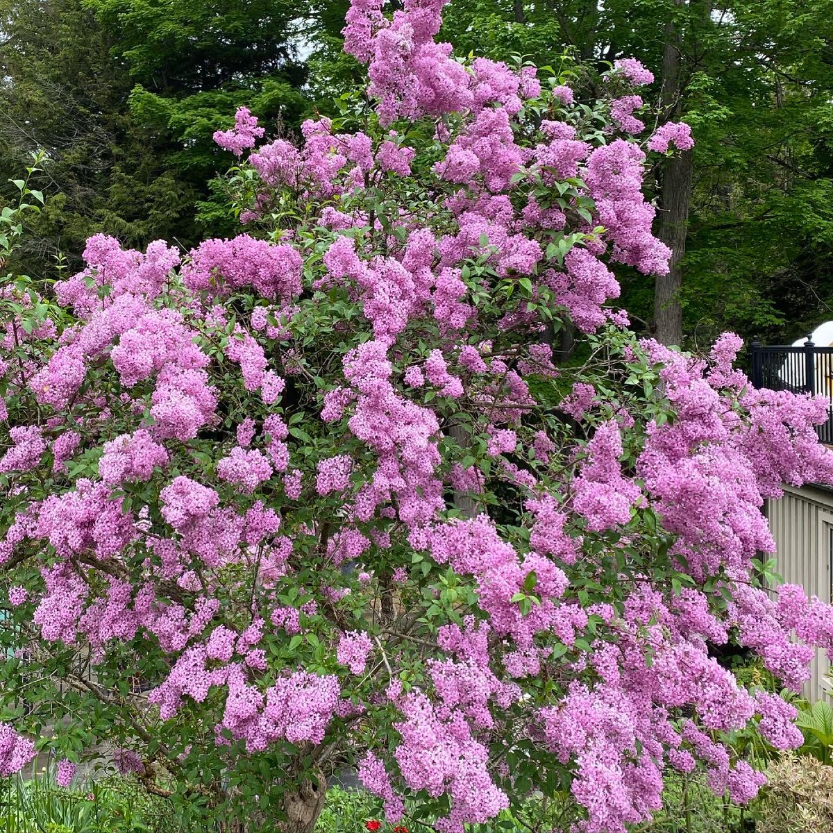 AngiePathways's tweet photo. Love this spring combo. Moss phlox blooming with lilac. 💜 

#landscapedesign #landscapeconstruction #gardenrenovations #gardenrenovation #perennials #perennialgarden #perennialborder #perennial #lilac #mossphlox #creepingphlox #spring #springflowers #springbloom https://t.co/HBZVtnMD1n