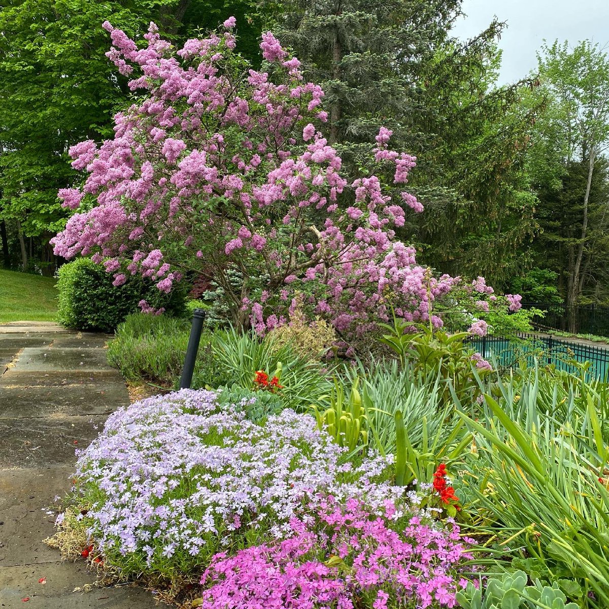 AngiePathways's tweet photo. Love this spring combo. Moss phlox blooming with lilac. 💜 

#landscapedesign #landscapeconstruction #gardenrenovations #gardenrenovation #perennials #perennialgarden #perennialborder #perennial #lilac #mossphlox #creepingphlox #spring #springflowers #springbloom https://t.co/HBZVtnMD1n