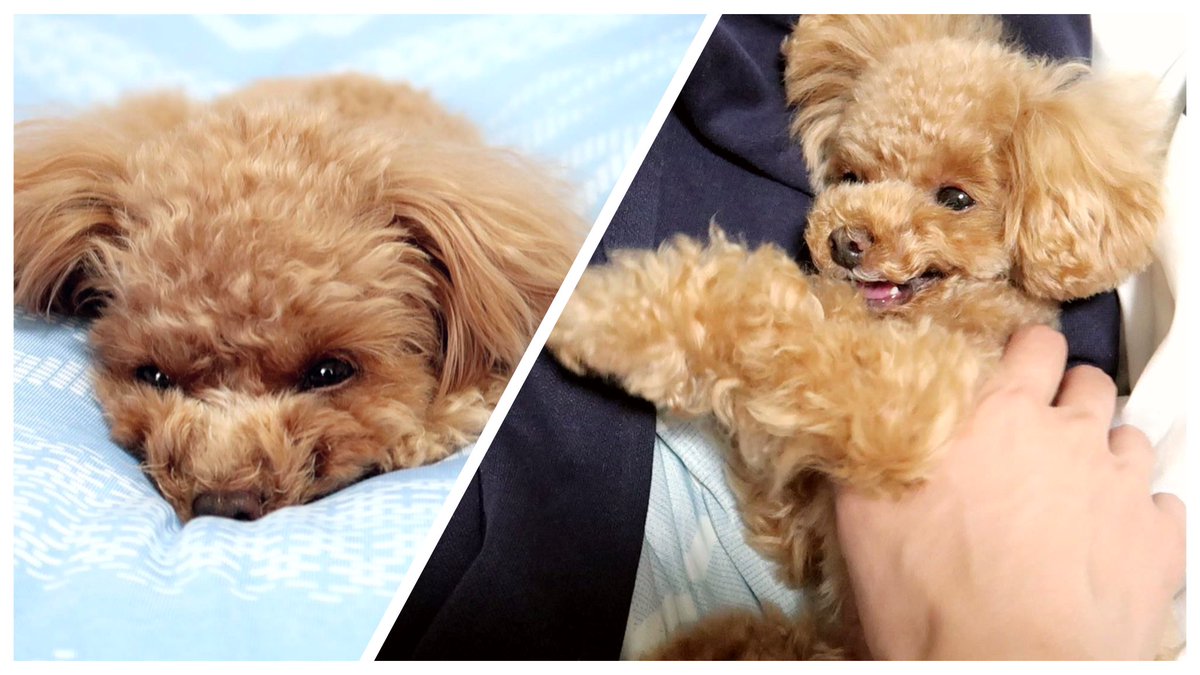 トイプードルのコロン Colon Toypoodle Twitter