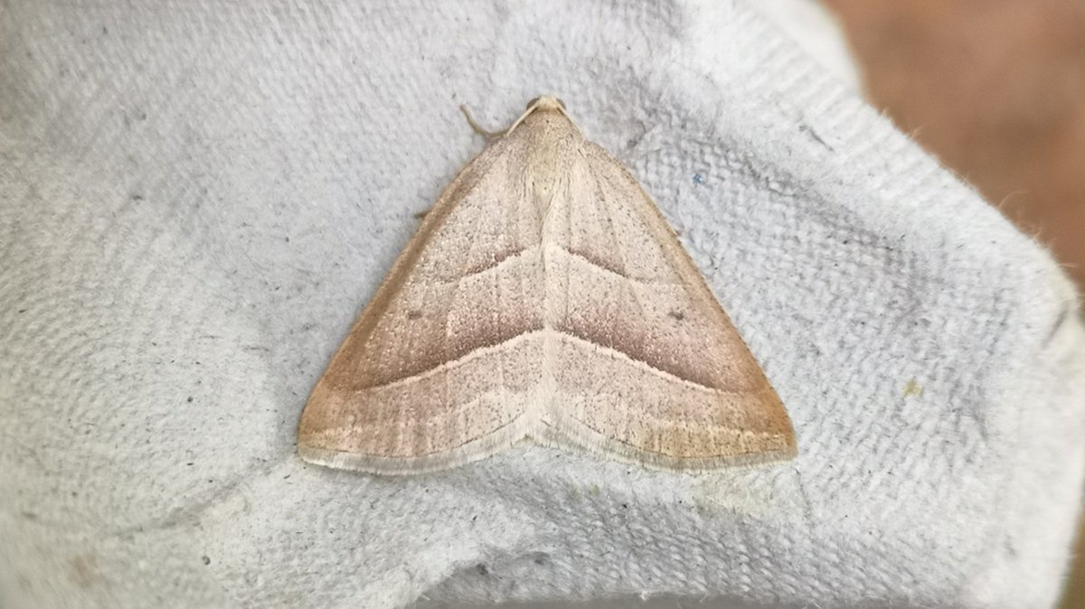 wildsurrey's tweet photo. A few new for the year this morning. Brown Silver-line, Lobster, Orange Footman and Waved Umber in a much improved catch. #mothsmatter @BritishMoths https://t.co/C6J2TkvMpB