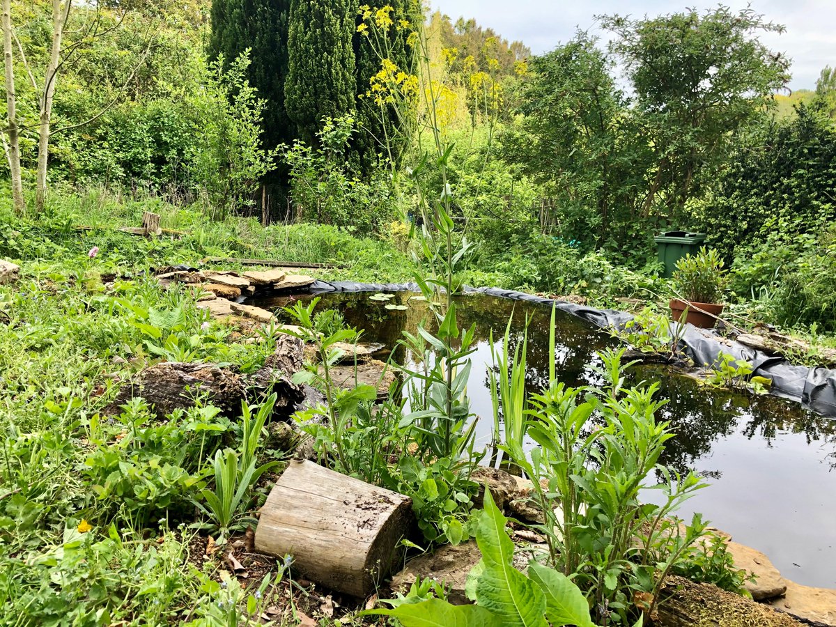 WildBeeBrighton's tweet photo. Our new wildlife pond is starting to really come alive.  It's not totally finished yet, as we have some decking to add and lots more planting to do, but it's coming along nicely. We've found bumblebee's nesting beside it too :)🐝🦟 #pond #biodiversity #StanmerPark #Brighton https://t.co/U8Gfp0YR1R
