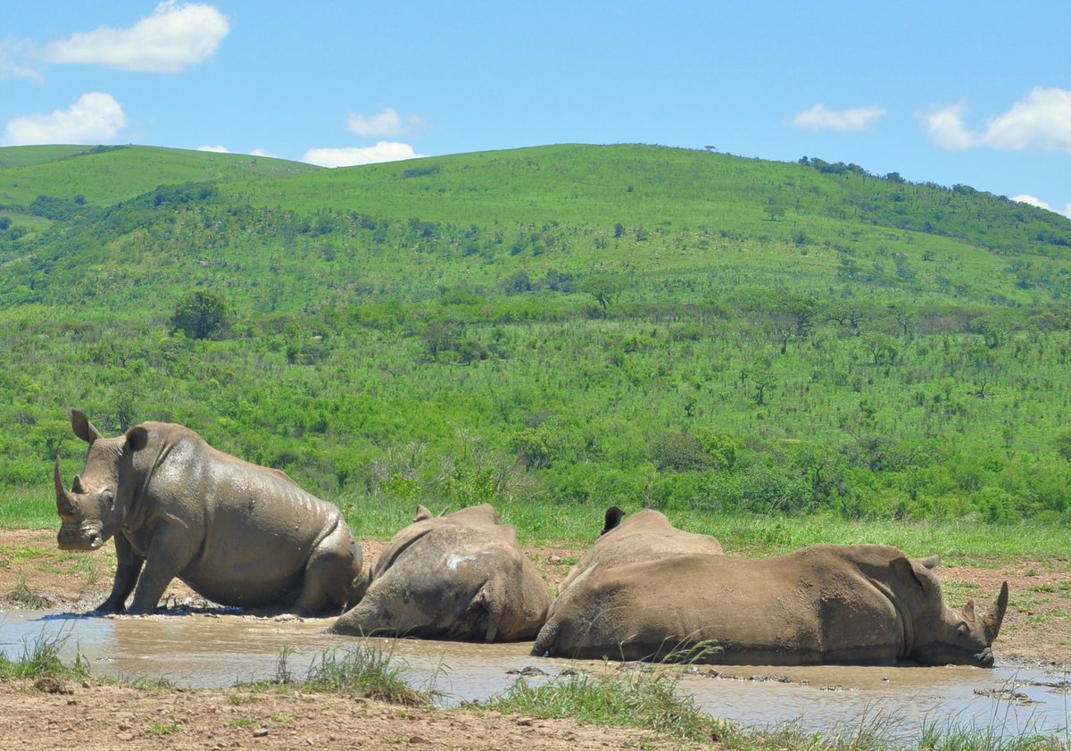 2WeekTraveller's tweet photo. Did you know this week is #RhinoWeek ? I’ve been lucky enough to see rhinos in the wild on a number of occasions and the pleasure of seeing them is always countered by a feeling that we may be the last generation to be able to do so. @savetherhino @savingrhinos https://t.co/wOHGWJW3ME