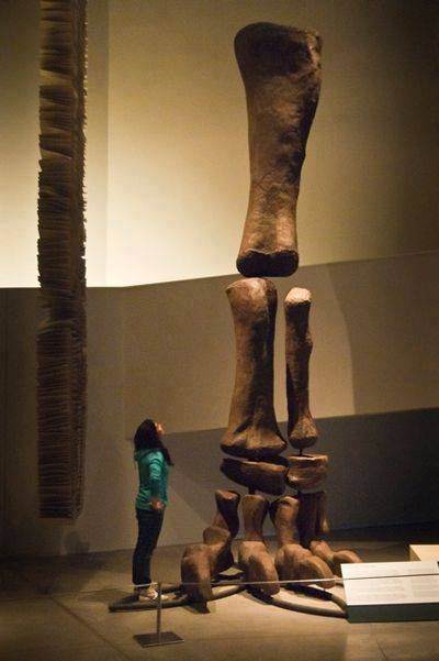 Rainmaker1973's tweet photo. Argentinosaurus  lived on the then-island continent of South America somewhere between 97 and 93.5 million years ago, during the Late Cretaceous Period. It is among the largest known dinosaurs &amp; this is the size of its leg https://t.co/rs3IHzWGZ6 [photo: https://t.co/V6o7pki7CY] https://t.co/j1sDR7HVqA