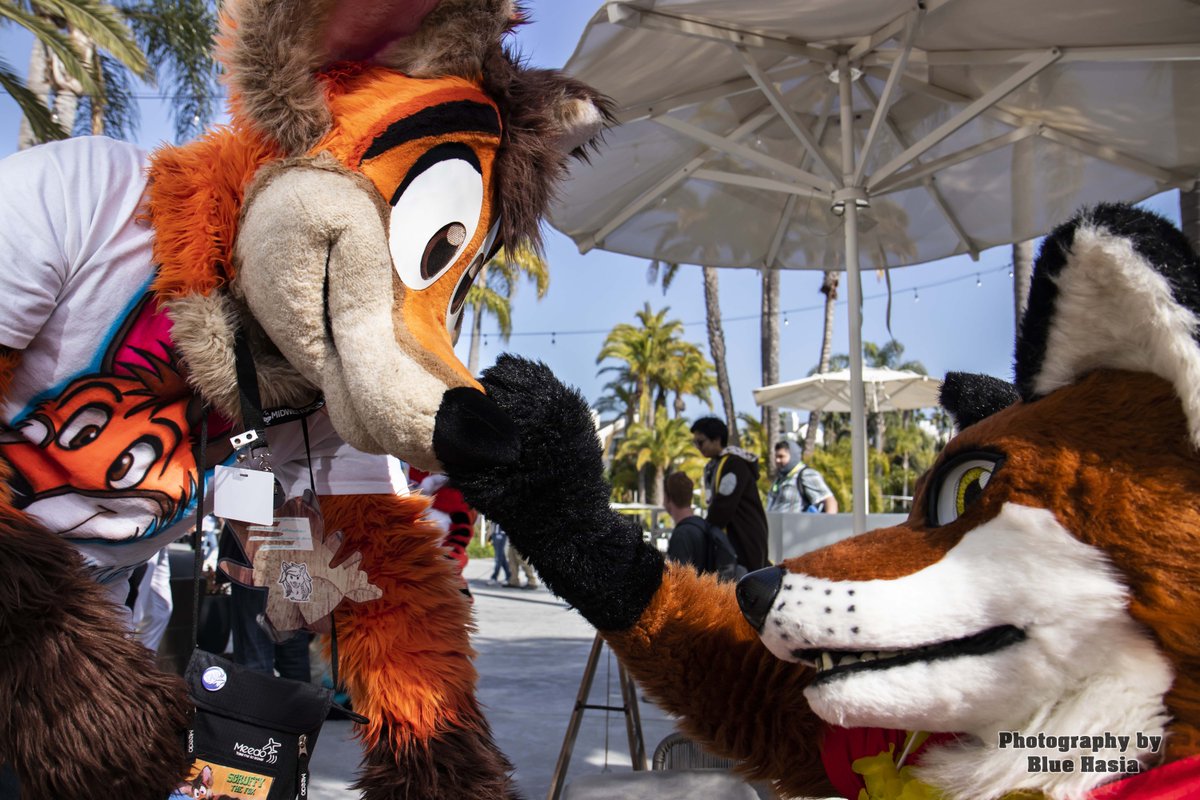 Bluehasia's tweet photo. Have a photo while i was on the prowl at Golden State Furcon #GSFC2019
View full gallery here
https://t.co/OniD70EReE
2
If you got a photo by me and like it consider getting me some kofi
https://t.co/xRZD3kjp6w https://t.co/pQItQeVTWU