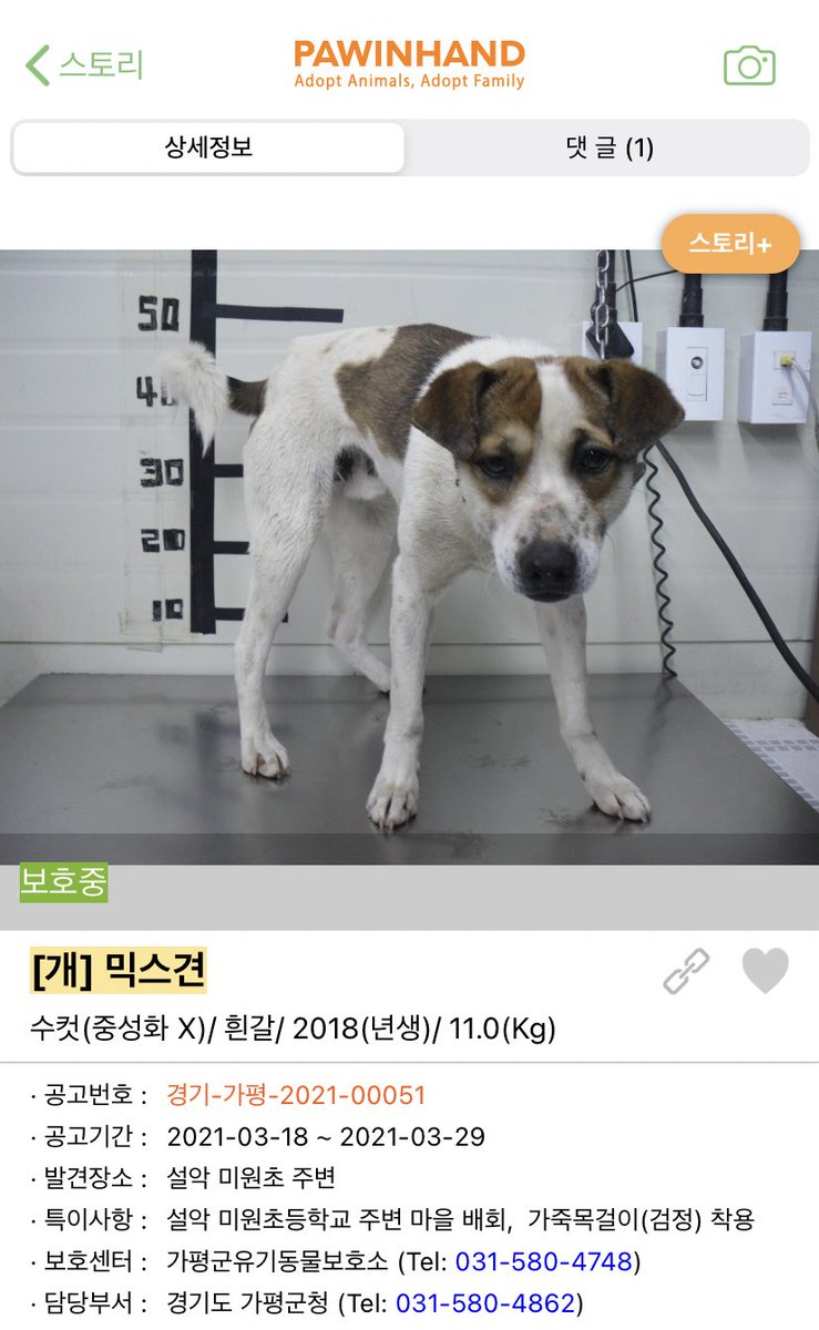 OOOHBONG's tweet photo. 보호소에서 가족을 기다리다 안락사 1순위가 되어버린 아이는 아무것도 모르는 채 여전히 사람을 좋아합니다. 3개월 임시 보호를 부탁드립니다. 시간이 없습니다. 웃음을 잃지 않을 수 있게 도와주세요. 손 내밀어 주세요. 가족이 되어 주세요. 감사합니다. https://t.co/Zo2gsGWS3Q
