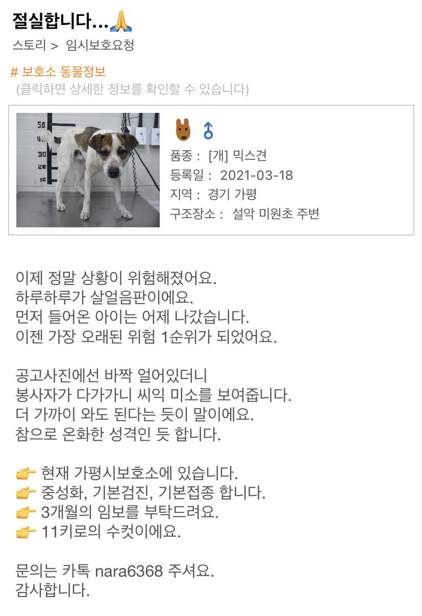 OOOHBONG's tweet photo. 보호소에서 가족을 기다리다 안락사 1순위가 되어버린 아이는 아무것도 모르는 채 여전히 사람을 좋아합니다. 3개월 임시 보호를 부탁드립니다. 시간이 없습니다. 웃음을 잃지 않을 수 있게 도와주세요. 손 내밀어 주세요. 가족이 되어 주세요. 감사합니다. https://t.co/Zo2gsGWS3Q