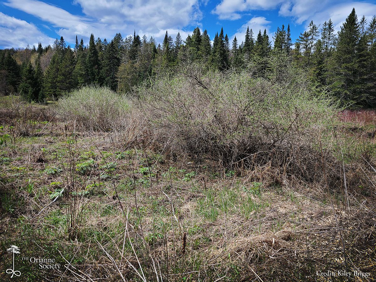 On a recent trip to one of our study sites, this #WoodTurtle was spotted basking under the branches of an invasive honeysuckle.  
#KileyBriggs #FacesoftheForest #GreatNorthernForests #Orianne #wildlifeconservation #turtles #tortuga #tartaruga #tortue #kame