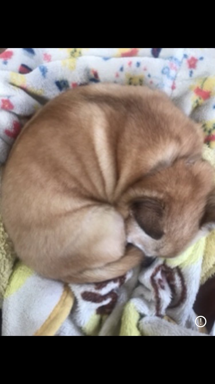 ベーグル犬 Twitter Search Twitter