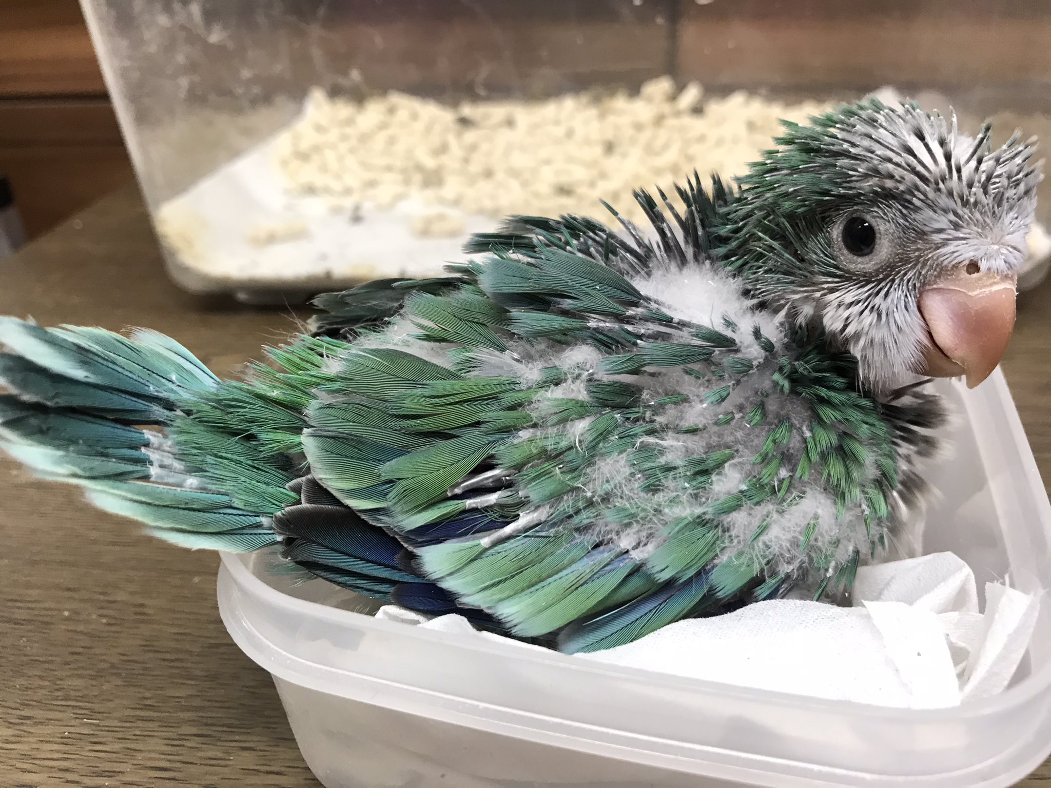 インコ専門店 ペありー In 静岡県 富士宮市 実店舗 完全予約制 発信専用 生体入荷案内 当店産 オキナインコアクアブルー パリッド オパーリン 遺伝的 1羽 商談中 エメラルドグリーンが抜群に綺麗で個人的には好きな品種です 特に尾羽 商談