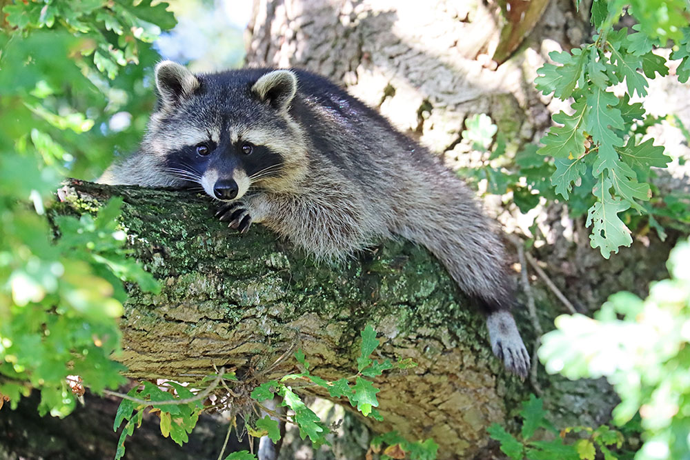 We hope you are enjoying the weather today! It is gorgeous. 

There is limited availability this half-term week if you would like to come visit the Zoo and enjoy the weather!

Pre-book on our Website!