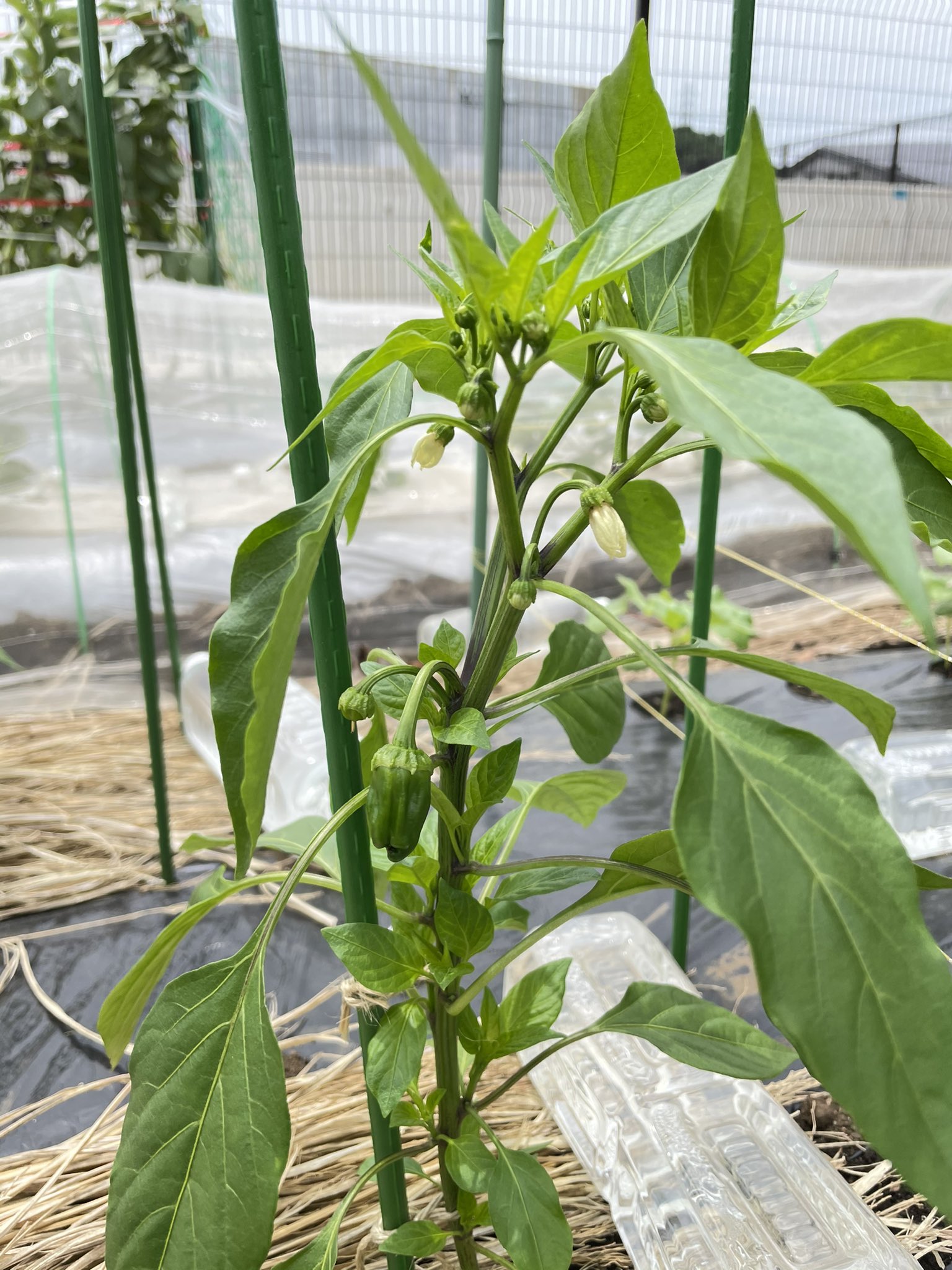 トレボン散布 Twitter Search Twitter