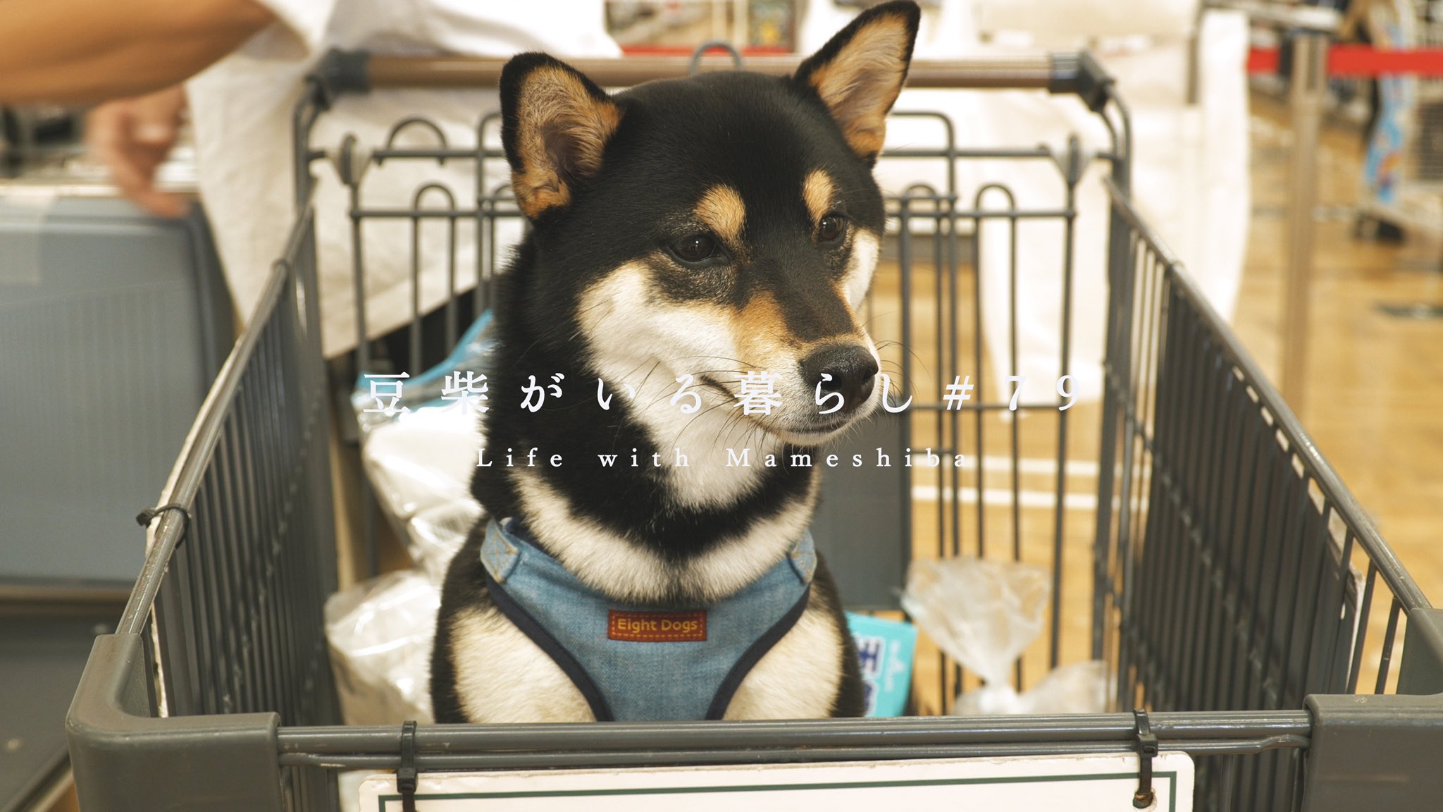 豆柴がいる暮らし 公式 Youtube更新 愛犬の出産に必要なものをショッピング 豆柴暮らし T Co L1ryvlatar T Co 6mcvi5cawb Twitter