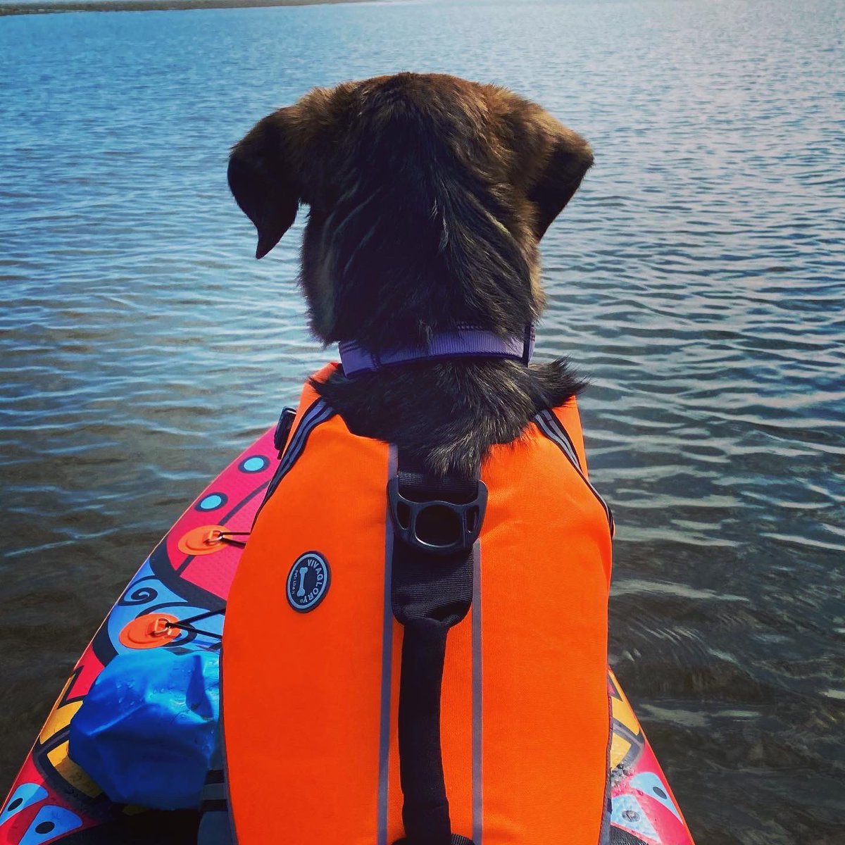 onairclaire's tweet photo. WhatβSup dawg? #paddleboaring #pupsonsups https://t.co/sQJcVBNJaR