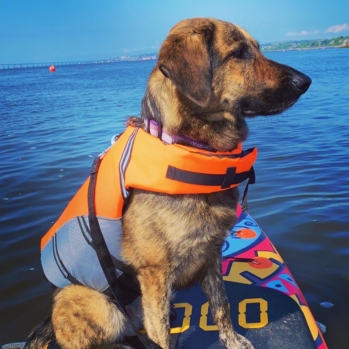onairclaire's tweet photo. WhatβSup dawg? #paddleboaring #pupsonsups https://t.co/sQJcVBNJaR