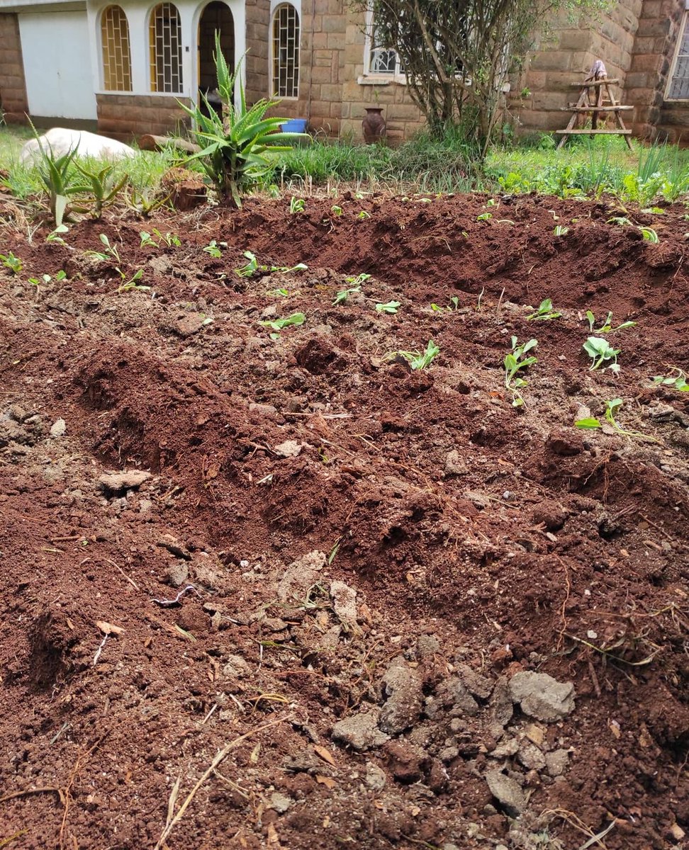CalebKaruga's tweet photo. - First frame April 29th - Frame 2,3 &amp; 4 May 29th. 
- Spinach are affected by heavy rains, hence avoid open field transplanting during the rainy season. 
- On my kitchen garden, I use Spring Onions as a Bio-fence to avoid Snails from eating Spinach leaves. #UkulimaSioUshamba https://t.co/nfDsVXsEWr