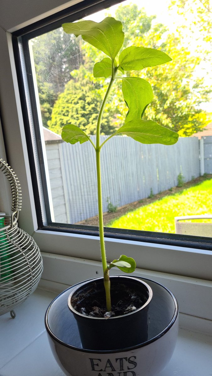 MissHanbury_NJS's tweet image. 5GH&apos;s sunflower has officially joined our household for half term! Excited to see how much he will grow over half term! #SunflowerOnTour #5GHWillHaveTheLargestSunflowerInTheYearGroup 😂🌻🌻