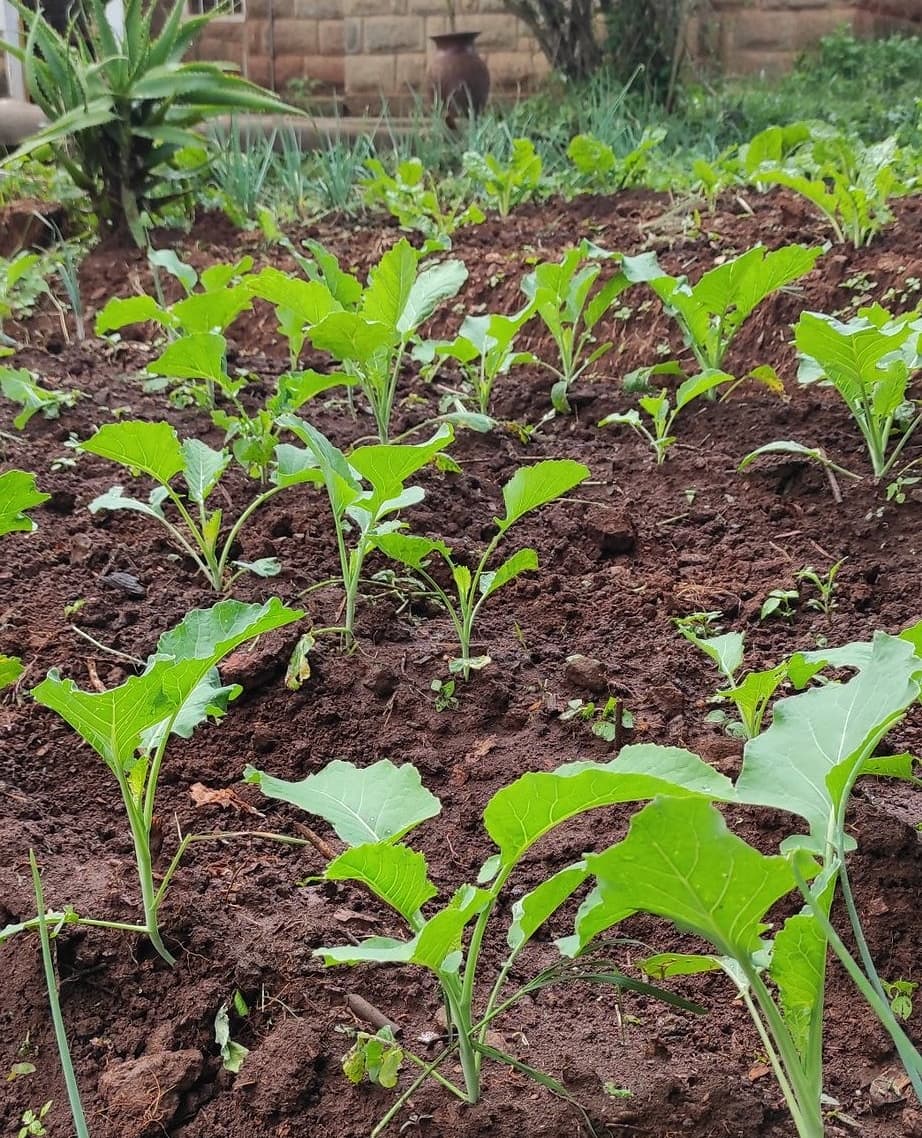CalebKaruga's tweet photo. - First frame April 29th - Frame 2,3 &amp; 4 May 29th. 
- Spinach are affected by heavy rains, hence avoid open field transplanting during the rainy season. 
- On my kitchen garden, I use Spring Onions as a Bio-fence to avoid Snails from eating Spinach leaves. #UkulimaSioUshamba https://t.co/nfDsVXsEWr