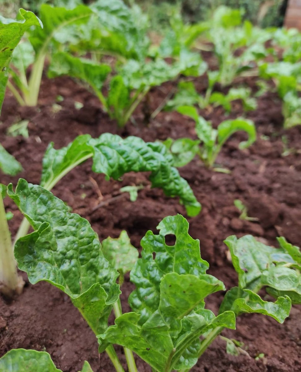CalebKaruga's tweet photo. - First frame April 29th - Frame 2,3 &amp; 4 May 29th. 
- Spinach are affected by heavy rains, hence avoid open field transplanting during the rainy season. 
- On my kitchen garden, I use Spring Onions as a Bio-fence to avoid Snails from eating Spinach leaves. #UkulimaSioUshamba https://t.co/nfDsVXsEWr