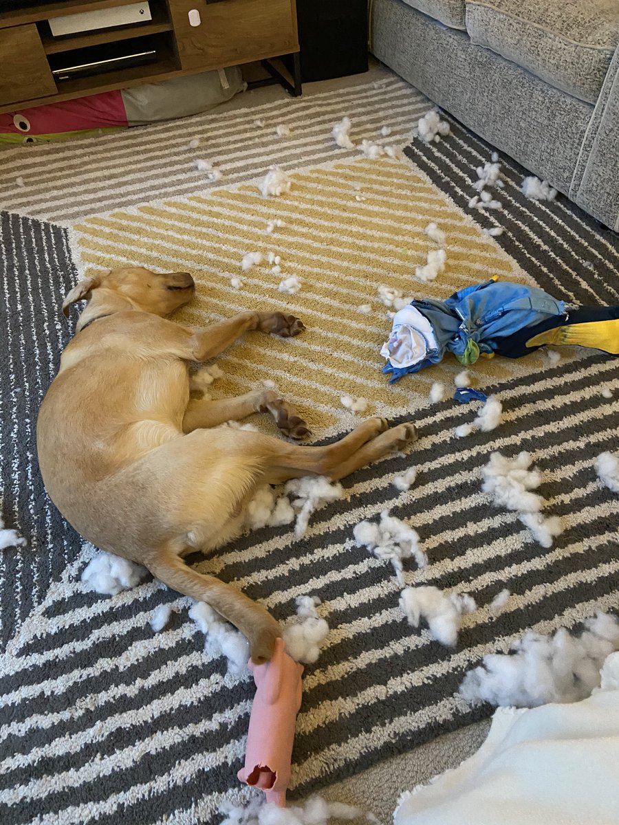labradorbilbo's tweet photo. Oh what a day https://t.co/EaJJRFMIHl