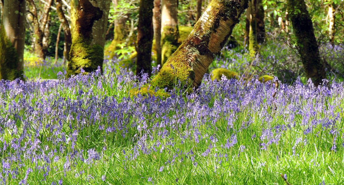 Stargazer1210's tweet photo. https://t.co/2KVFR7TxZQ
#LauraMcGlinnPhotography #TheMindfulImage #IsleofMull #Mull #NativeBluebells #NaturePhotography https://t.co/DKh7rMqu1c