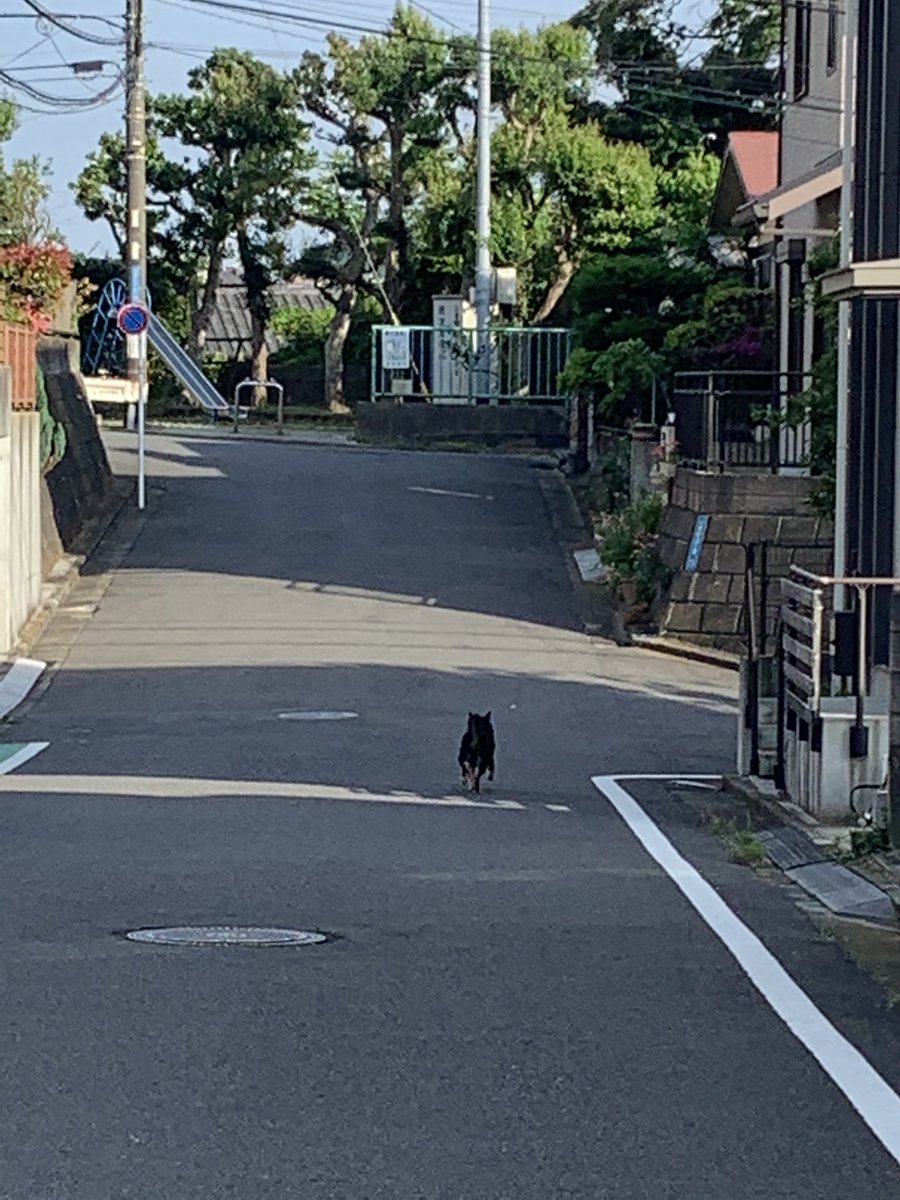 迷子犬アカウント もこちゃん おうちに帰ろう Aki Twitter 迷子犬アカウント もこちゃん おうちに帰ろう Aki Twitter