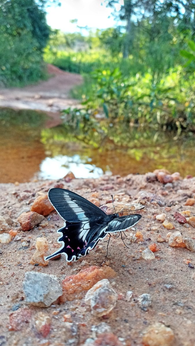 Floresteirosbr's tweet photo. A natureza é realmente incrível!

Felicio dos Santos-Mg

Karine Almeida
@almeida_99k

#fotografias #engenhariaflorestal #concursodefotografias #concursodefotos #photograph #paisagem #meioambiente #clickflorestal https://t.co/Bquj0SE8qp