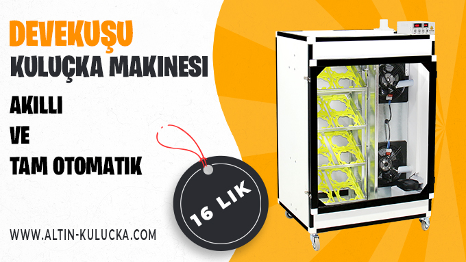 akıllı ve tam otomatik devekuşu kuluçka makinesi 1 yıla kadar koşulsuz şartsız garanti ile altın kuluçka firmasından ...

🌍altin-kulucka.com/devekusu-kuluc…

#kuluçkamakinesi #altınkuluçka #devekuşu #devekuşuçiftliği