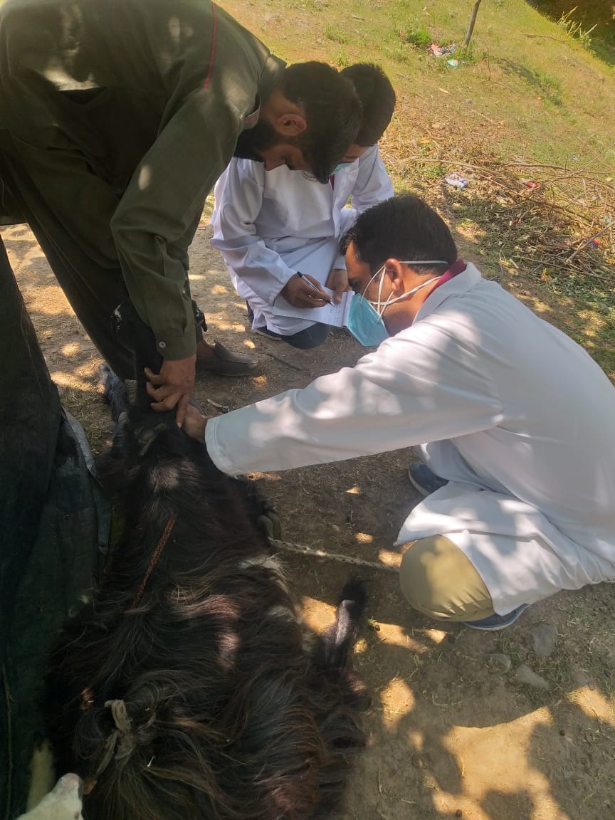 Dsho_bandipora's tweet image. 🔺Random sera Samples collected from #Migratorylivestock to check Viral Load of #FMDVirus if any, accordingly action will be initiated.

#FMDControl
#livestockMigration
#veterinaryhealthcare
@owais_ias
@dcbandipora
@Showkat11153742
@Dept_of_AHD
@basharatkuthu
@JkvdaOfficial