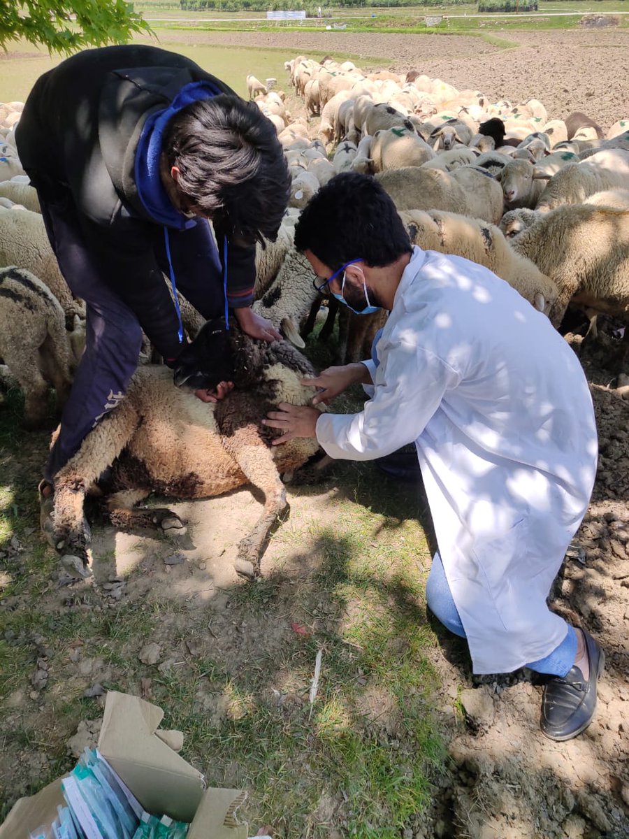 Dsho_bandipora's tweet image. 🔺Random sera Samples collected from #Migratorylivestock to check Viral Load of #FMDVirus if any, accordingly action will be initiated.

#FMDControl
#livestockMigration
#veterinaryhealthcare
@owais_ias
@dcbandipora
@Showkat11153742
@Dept_of_AHD
@basharatkuthu
@JkvdaOfficial