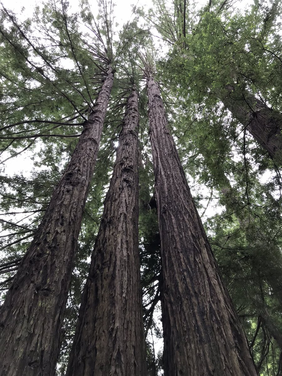 @StormHour @StormHourAdele @StormHourMark @davies_parry @perkinsphotos1 @Liam_Jcx #StormHourThemes  #ThroughTheTrees #CaliforniaRedwoods