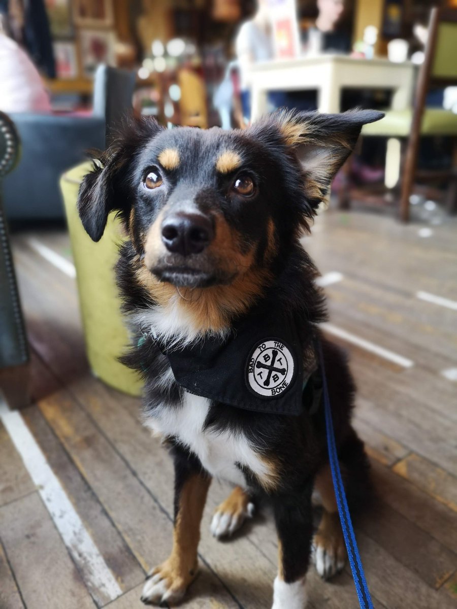 AdelePember's tweet image. Popping into the @dogfuriendly Drago Lounge for a bite to eat, celebrating #nationaldogfriendlyday 😍👏🐾! 10/10 service and the food has Minnie's eyes fixated. 👀 @theLOUNGERS #dogfriendly