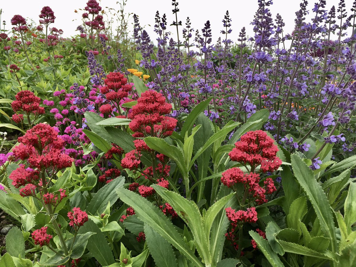 Linda Ford - SCCGG tweet media