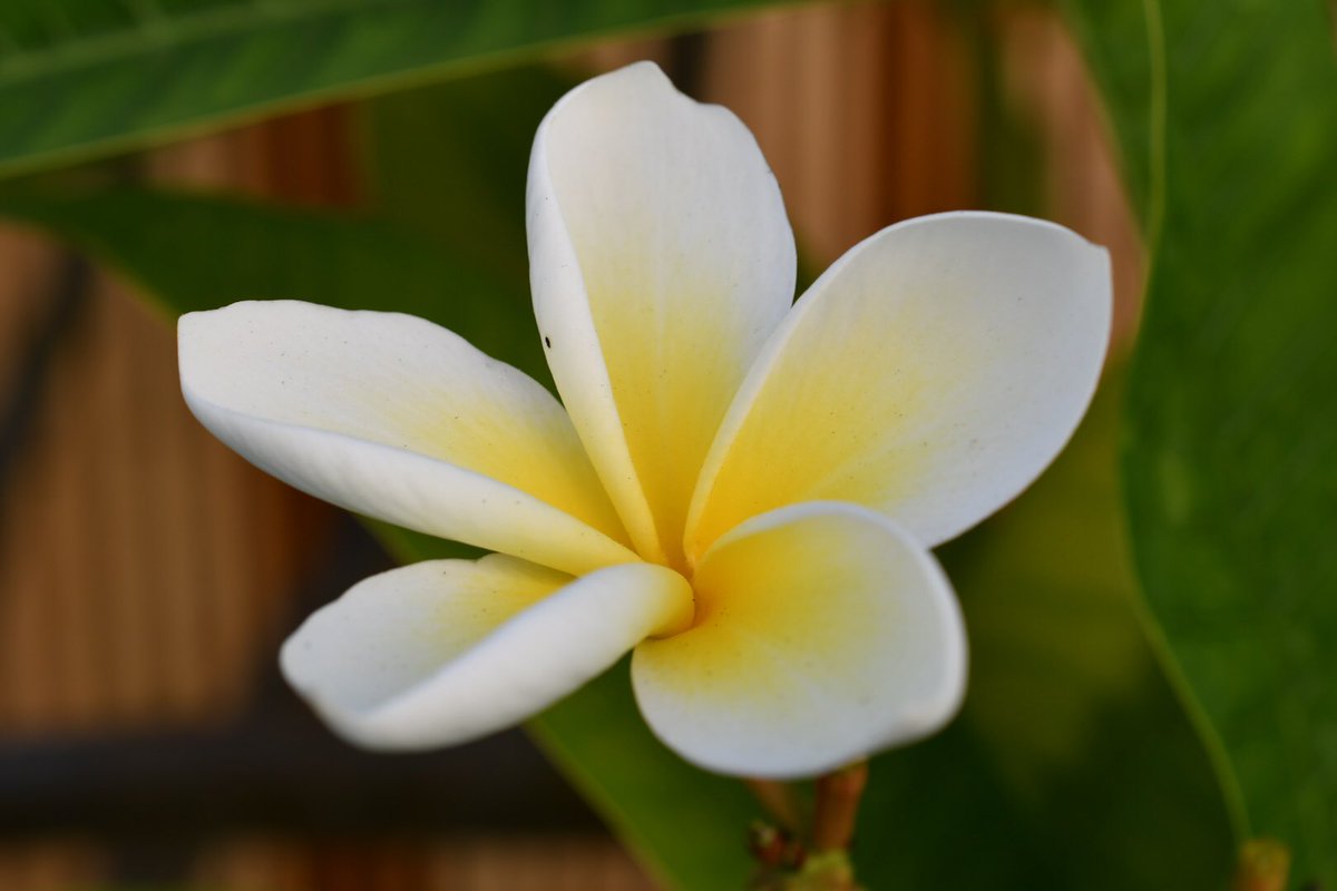 perthtravelers's tweet photo. @savvycaligirl @TimeTraveler911 @Giselleinmotion @Touchse @CharlesMcCool @2WonTour @GlmHandmade @LinkingPostcard @TheFlowerWorld @Flower_Power_67 Frangiapani flowers are one of my favourites. These are from my garden ๐
#Top4Exotic #Top4Theme https://t.co/9uTs0pbhAq