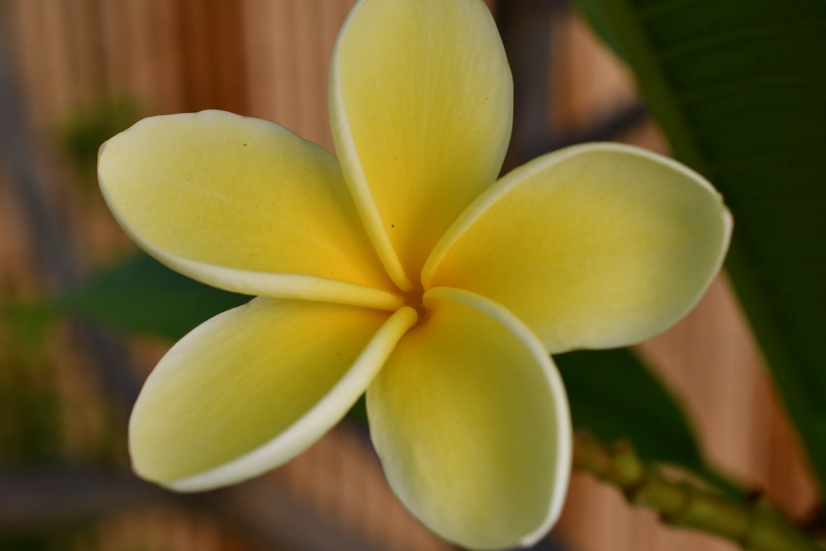 perthtravelers's tweet photo. @savvycaligirl @TimeTraveler911 @Giselleinmotion @Touchse @CharlesMcCool @2WonTour @GlmHandmade @LinkingPostcard @TheFlowerWorld @Flower_Power_67 Frangiapani flowers are one of my favourites. These are from my garden ๐
#Top4Exotic #Top4Theme https://t.co/9uTs0pbhAq