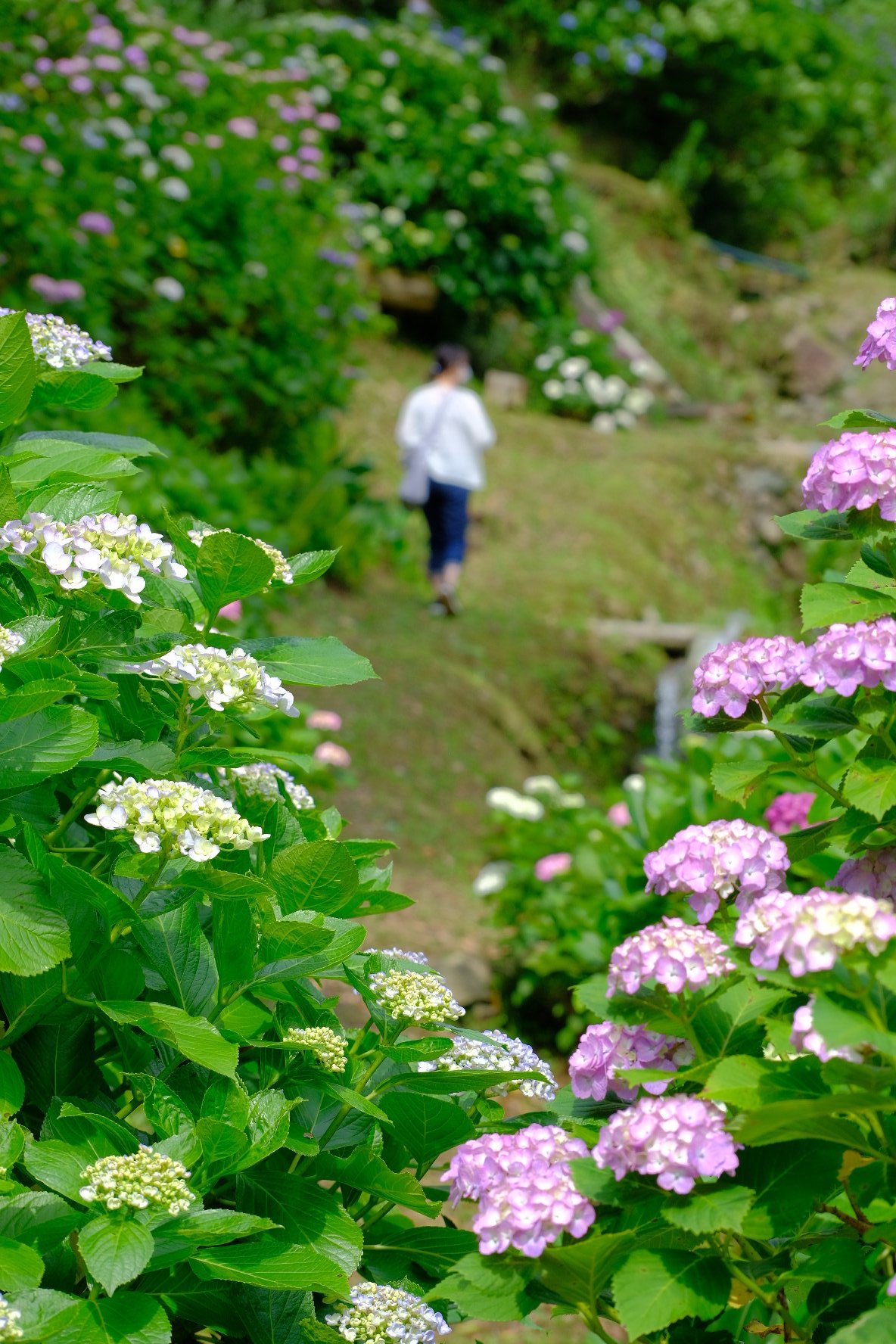 レインボートラウト カフェ野の花 鹿児島 日置市 カフェ野の花 紫陽花 あじさい園 あじさい Xfmm Xh1 富士フイルム T Co Ohwckz0gd9 Twitter