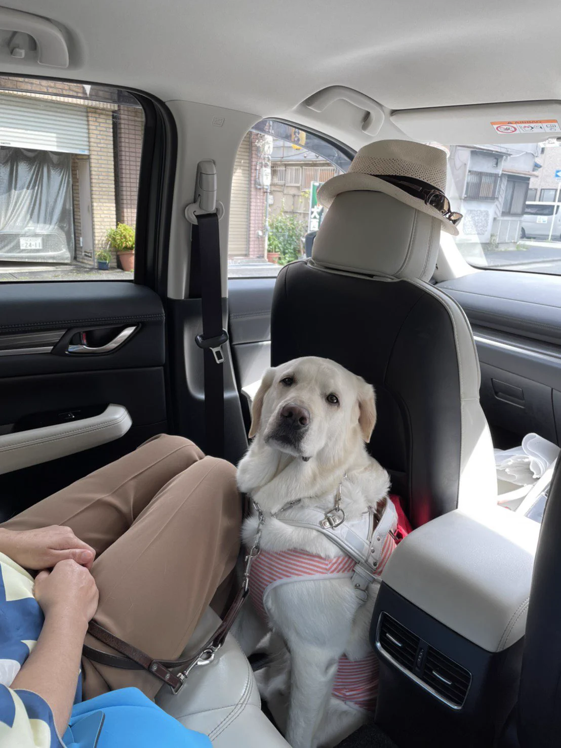 利巧すぎる！盲導犬は盲導犬使用者の足元に乗車をする！